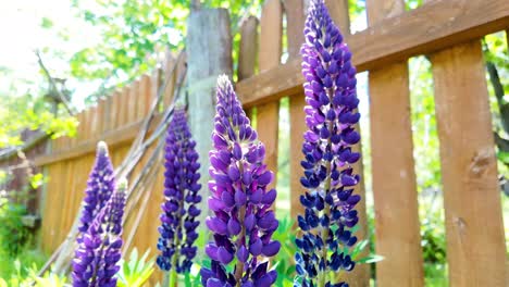 lupine flowers with pink purple and blue flowers in home garden