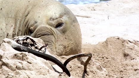 Closeup-telephoto-view-of-Southern-Elephant-Seal-on-sandy-beach-for-annual-moult