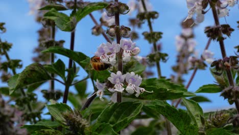 australian bee collecting nectar from flowers in qld, australia - close up