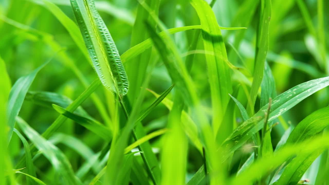 toma panorámica del primer plano de la hierba verde tropical borrosa con luz solar