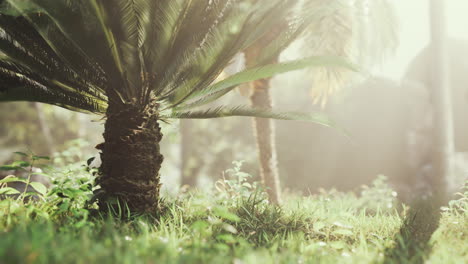 tropical garden with palm trees in sun rays