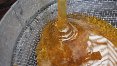 the honey from the honey extractor is filtered through a sieve. the honey is poured from the barrel into a colander