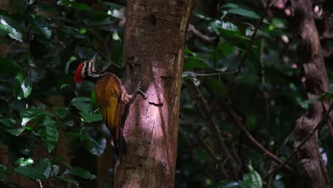 visto desde su lado en lo profundo de la oscuridad del bosque picando en madrigueras para algunos insectos y luego sube al árbol, flameback común dinopium javanense hembra, tailandia