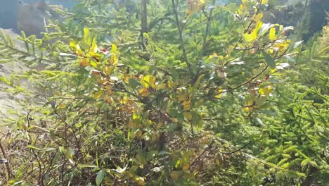 Vertical-forest-reveal-in-autumn