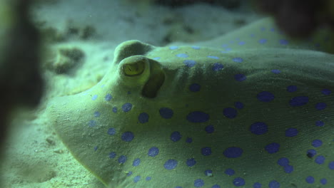 bluespotted stingray in the red sea beside the coral reef