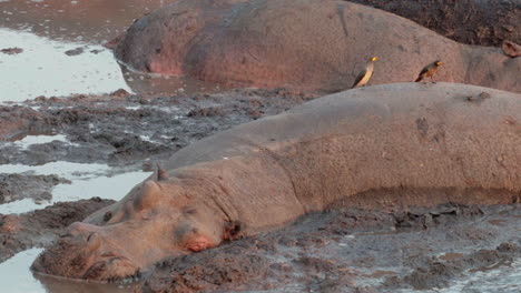 two-hippos-motionless-in-mud,-yellow-billed-oxpeckers-on-their-back,-pecking,-medium-shot