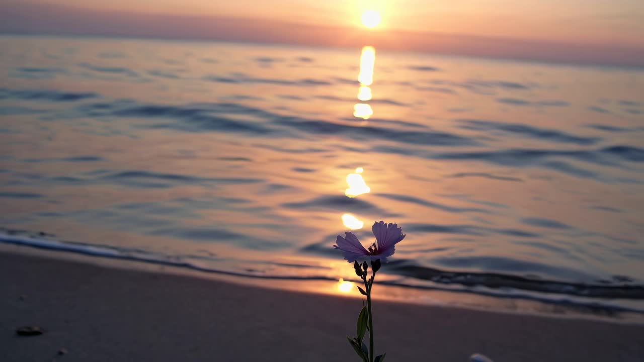 A serene sunset video captures a close-up of a flower on the beach
