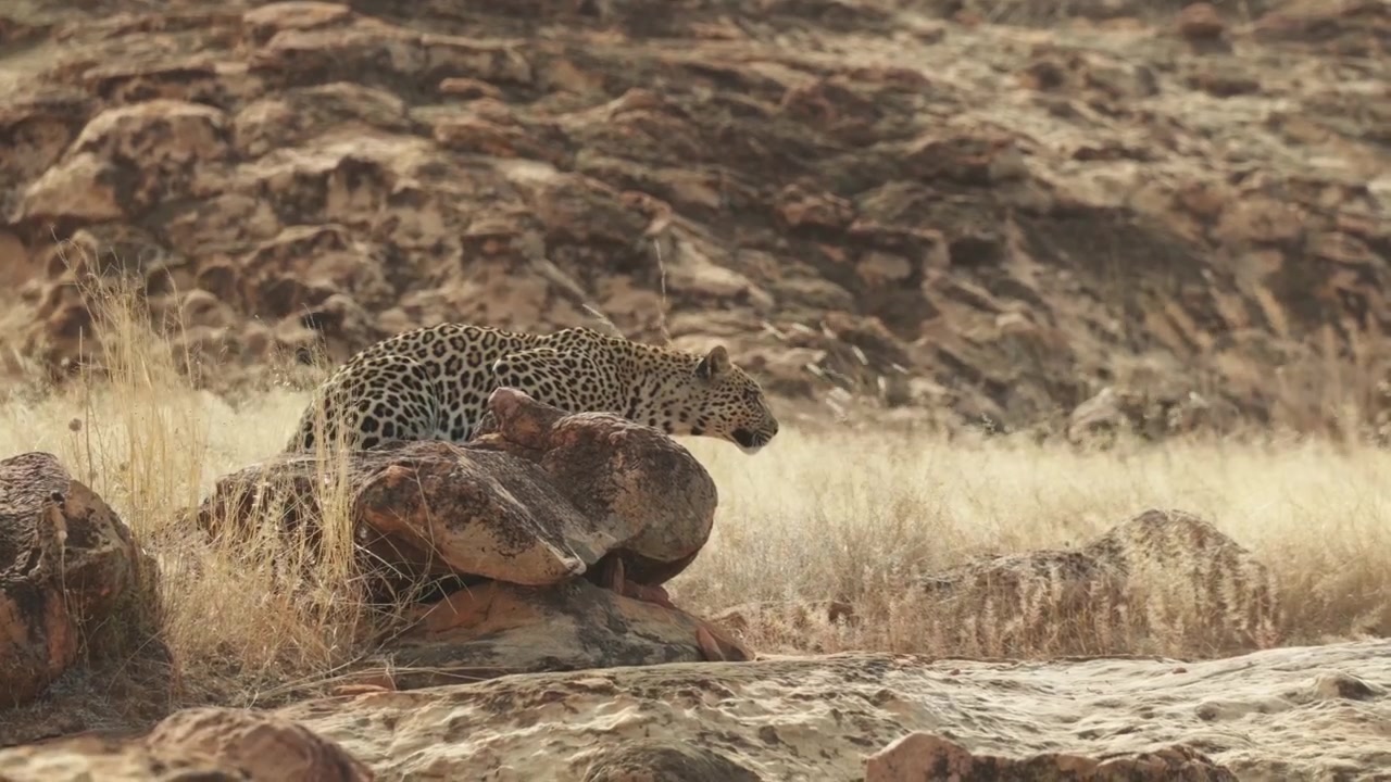 Dişi bir leopar, rüzgarlı bir günde avlanırken bir kayanın arkasına oturmuş, Botsvana vahşi doğası.