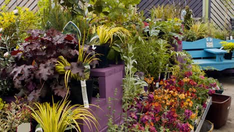 close-up of various pot plant