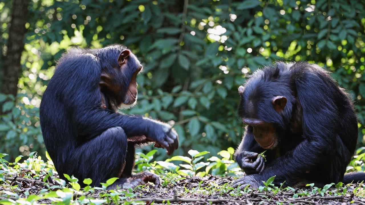 Two chimpanzees interact in a forest setting, captured at eye level