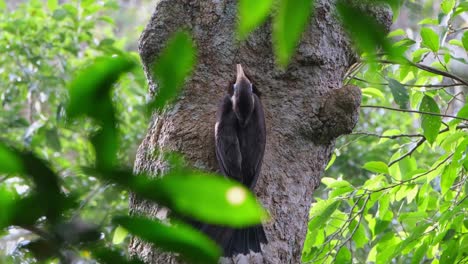 Seen-letting-out-food-from-its-throat-to-feed-the-female-bird-inside-then-flies-away,-White-throated-Brown-Hornbill-Ptilolaemus-austeni,-Thailand