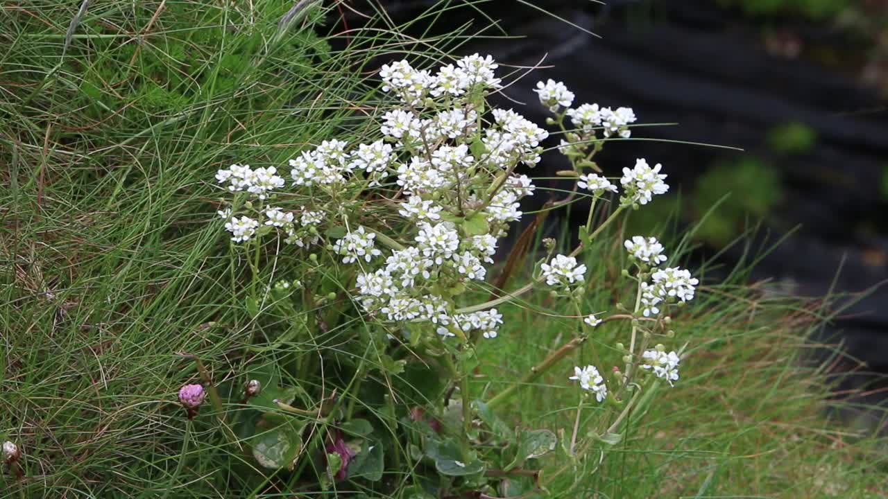 flores blancas creciendo en un acantilado junto al mar a finales de la primavera