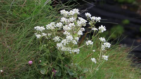 Weiße-Blumen-Wachsen-Auf-Klippen-Am-Meer-Im-Späten-Frühjahr