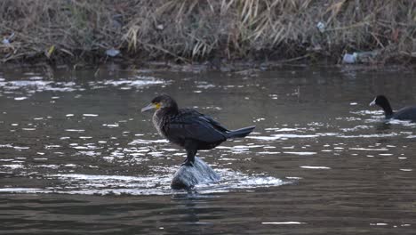 el pájaro se prepara y despega de la superficie del río