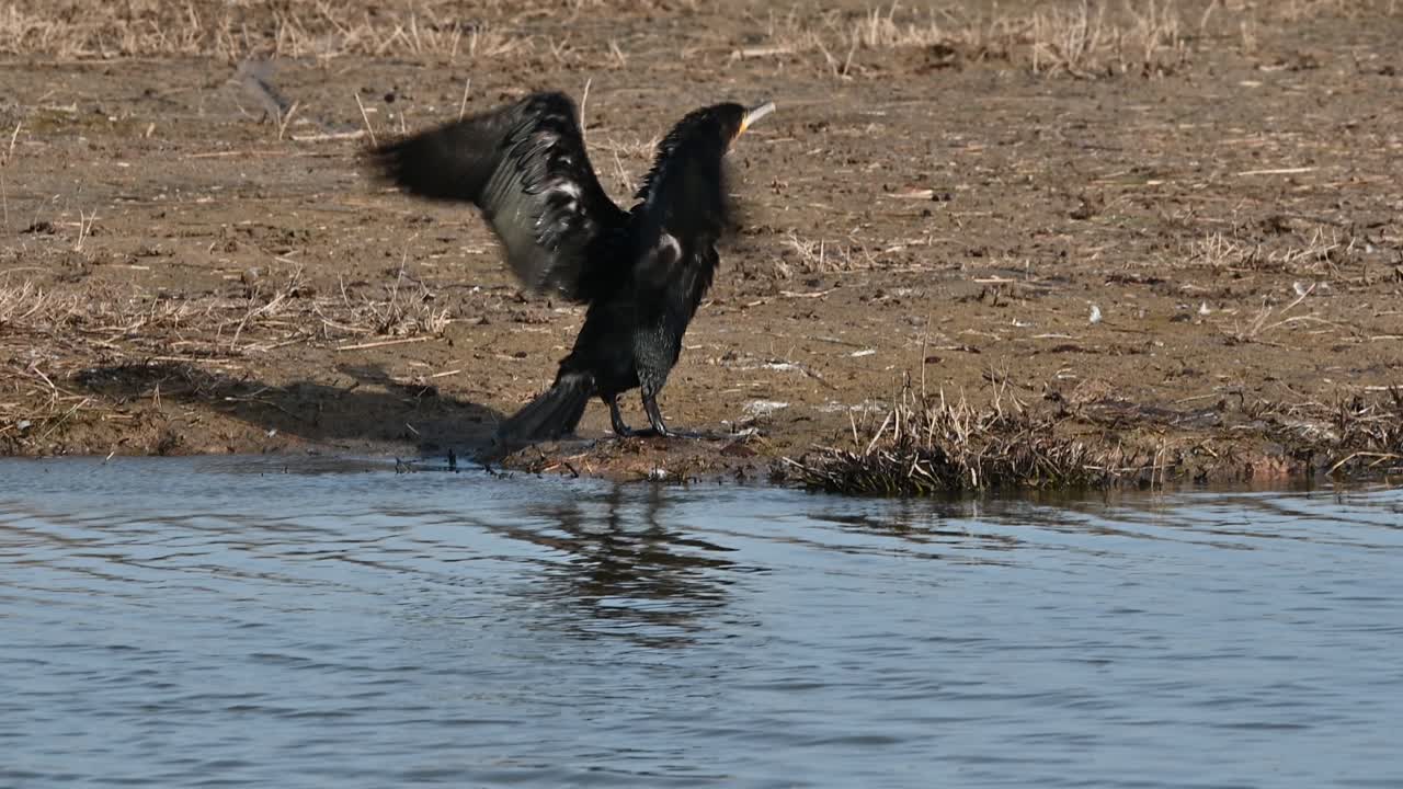 gran cormorán moviendo sus alas en una reserva natural en españa