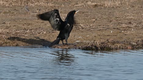 Gran-Cormorán-Moviendo-Sus-Alas-En-Una-Reserva-Natural-En-España