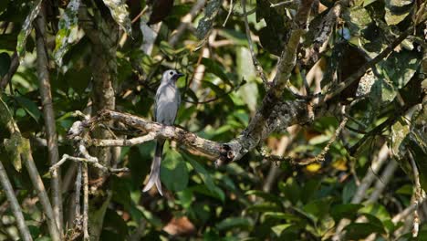 moviendo su cola mientras mira a su alrededor desde su percha, el drongo dicrurus leucophaeus está en una rama de un árbol en un parque nacional en tailandia