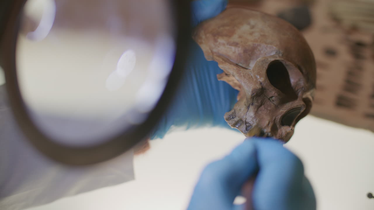 Gloved Hands of Archaeologist Cleaning Skull with Brush under Magnifying Lamp