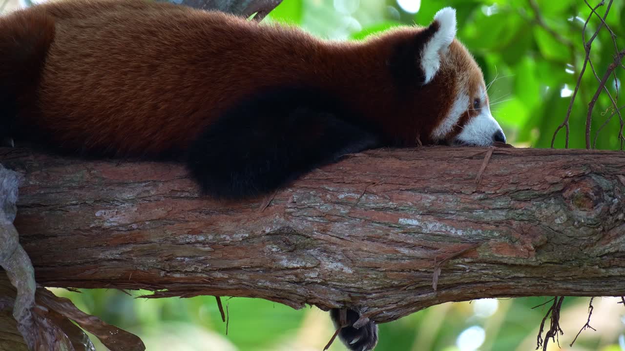 Primo piano di un panda rosso (Ailurus fulgens) appoggiato sul ramo di un albero