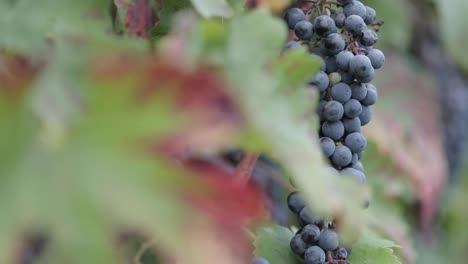 Close-up-of-red-grapes-on-a-vine-in-a-vineyard-slow-motion