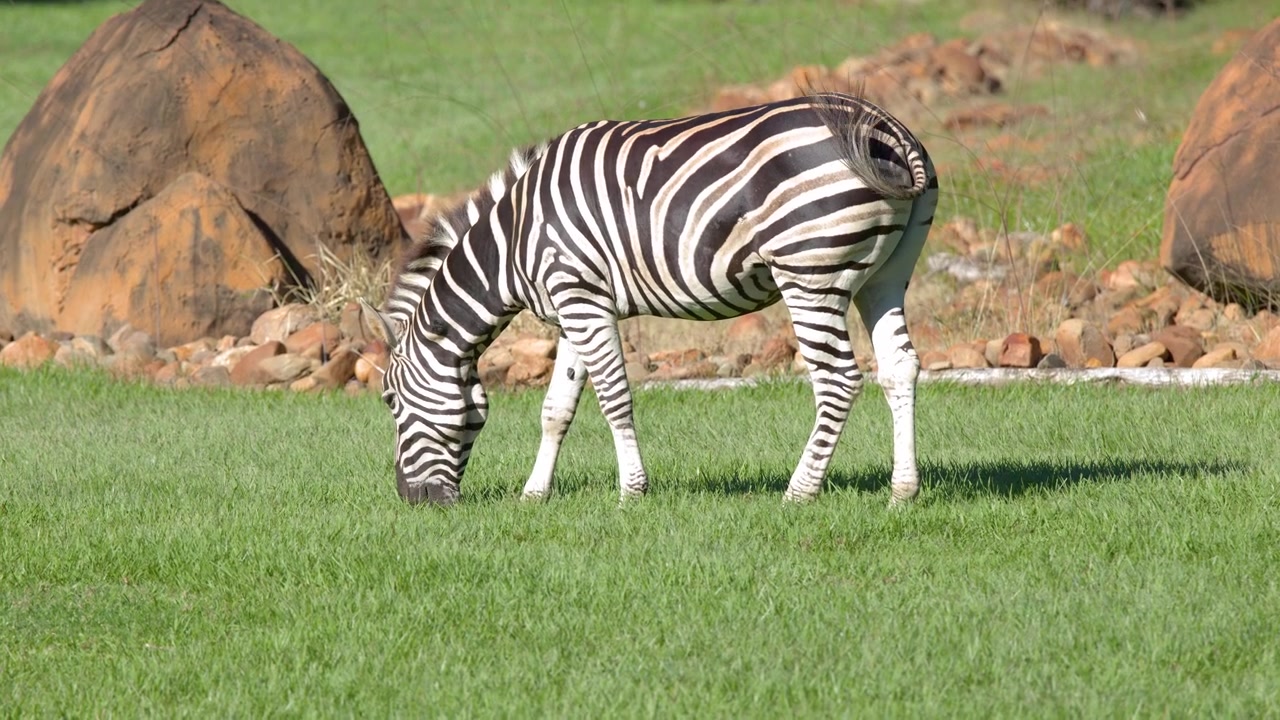 Zebra græsser på grønt græs på en solrig mark