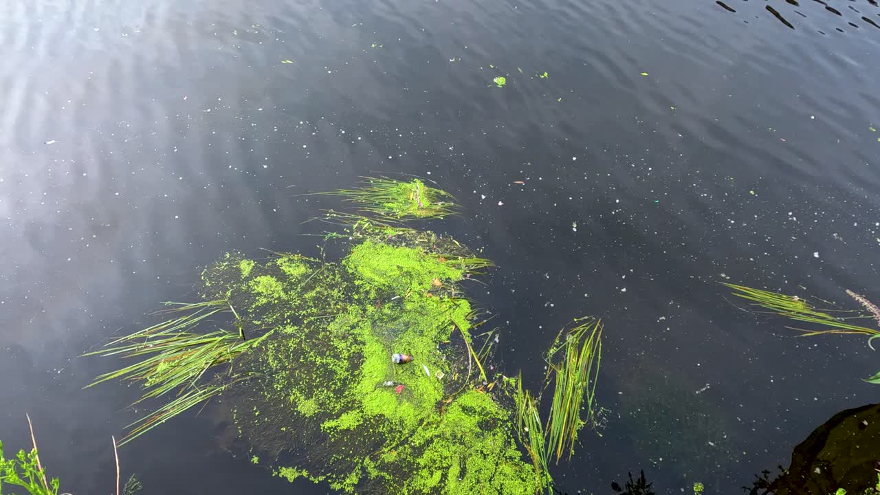 Green aquatic plants drift gently on a still river surface under natural daylight, with subtle water ripples and minimal camera movement throughout