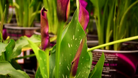 flor de lirio púrpura en cámara lenta