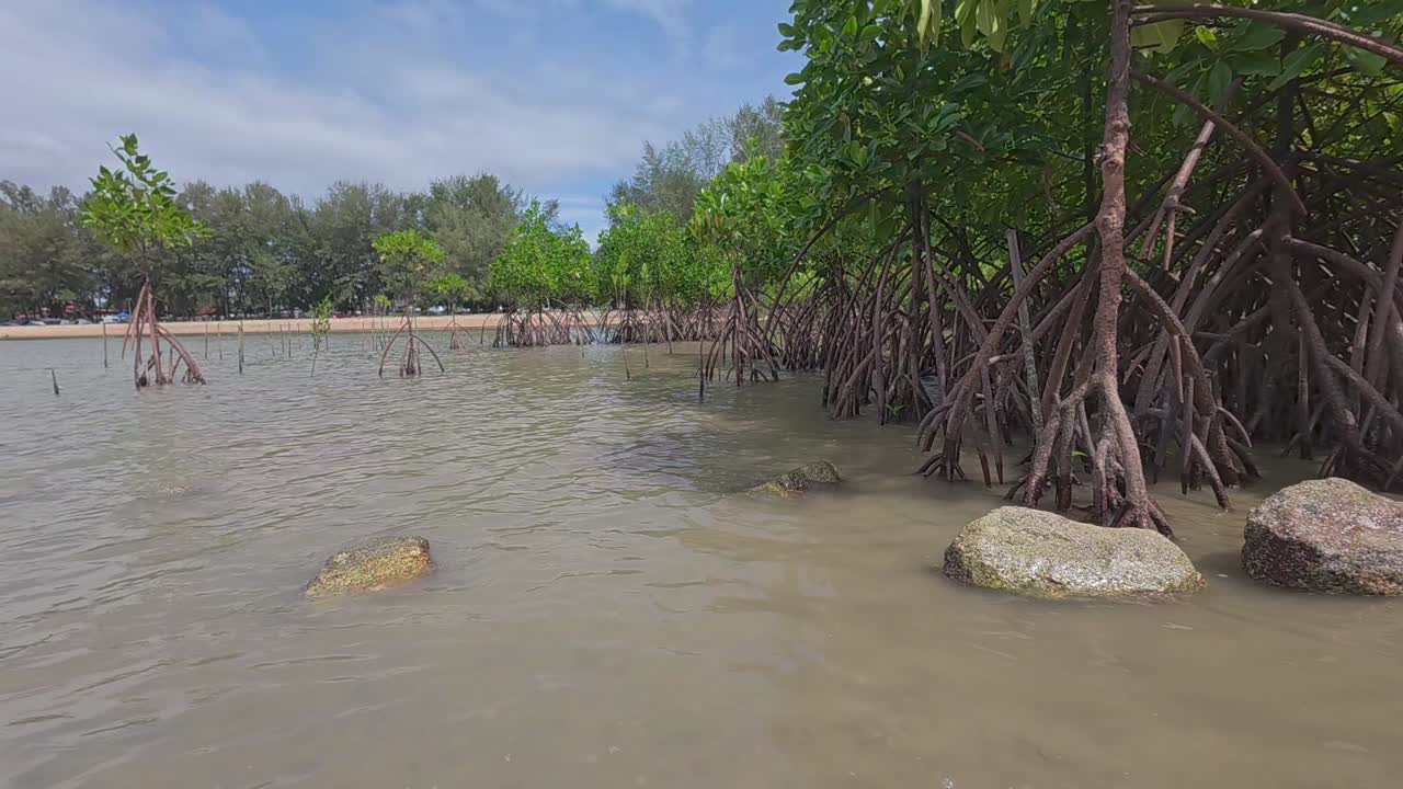A tropical mangrove forest along a coastal shoreline, home to diverse wildlife and a natural barrier against coastal erosion.