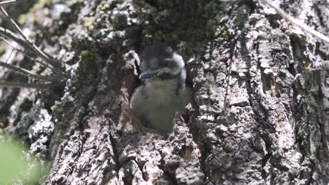 cute baby spotted woodpecker bird nestling tweeting while perched at entrance of nest, in slow motion, gran canaria, canary islands, sunny day