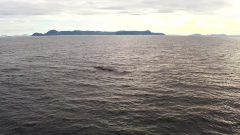 A tranquil view of the sea with an island in the distance, possibly Vestarelen. Whale breaching.