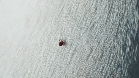 A-small-tick-crawls-on-the-white-fur