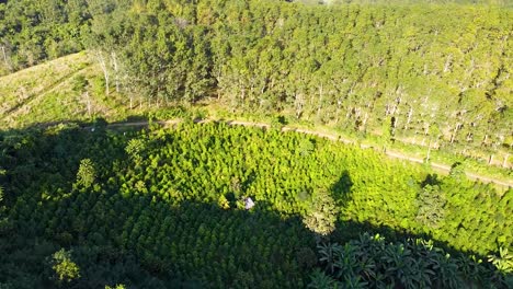 trees with drone circular view in the forest