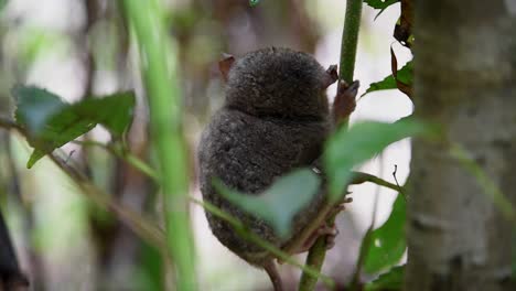 tarsier on a plant in the phillipines
