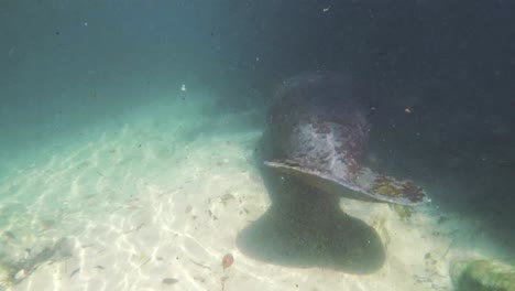 Mamá-De-Manatí-Submarino-Gopro-4k---Niño-En-El-Río-Weeki-Wachee-En-Florida,-Estados-Unidos,-Nadando-A-Lo-Largo-De-Los-Gigantes-Domesticados