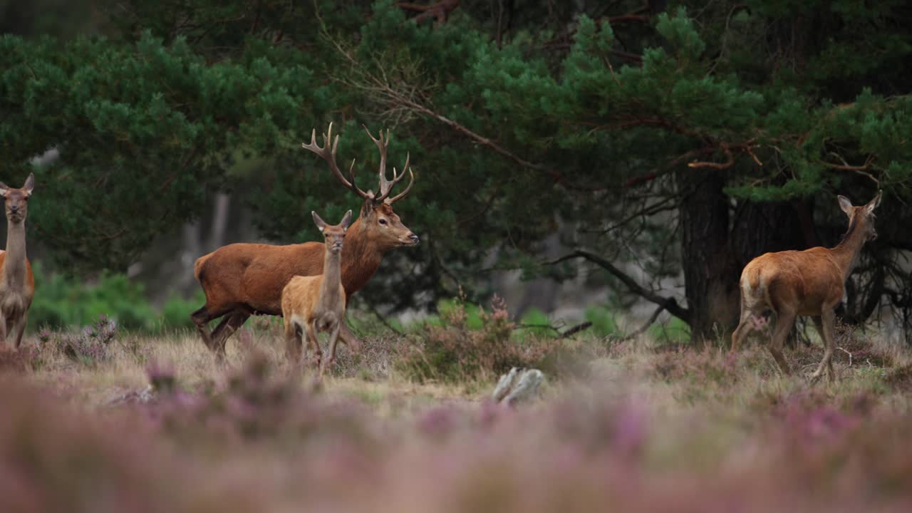 seguimiento de ciervos rojos en la temporada de rutado en hoge veluwe, poca profundidad del campo