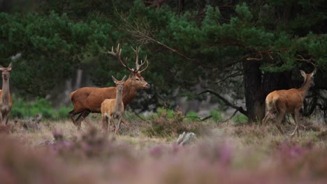 Seguimiento-De-Ciervo-Rojo-En-Temporada-De-Celo-En-Hoge-Veluwe,-Poca-Profundidad-De-Campo