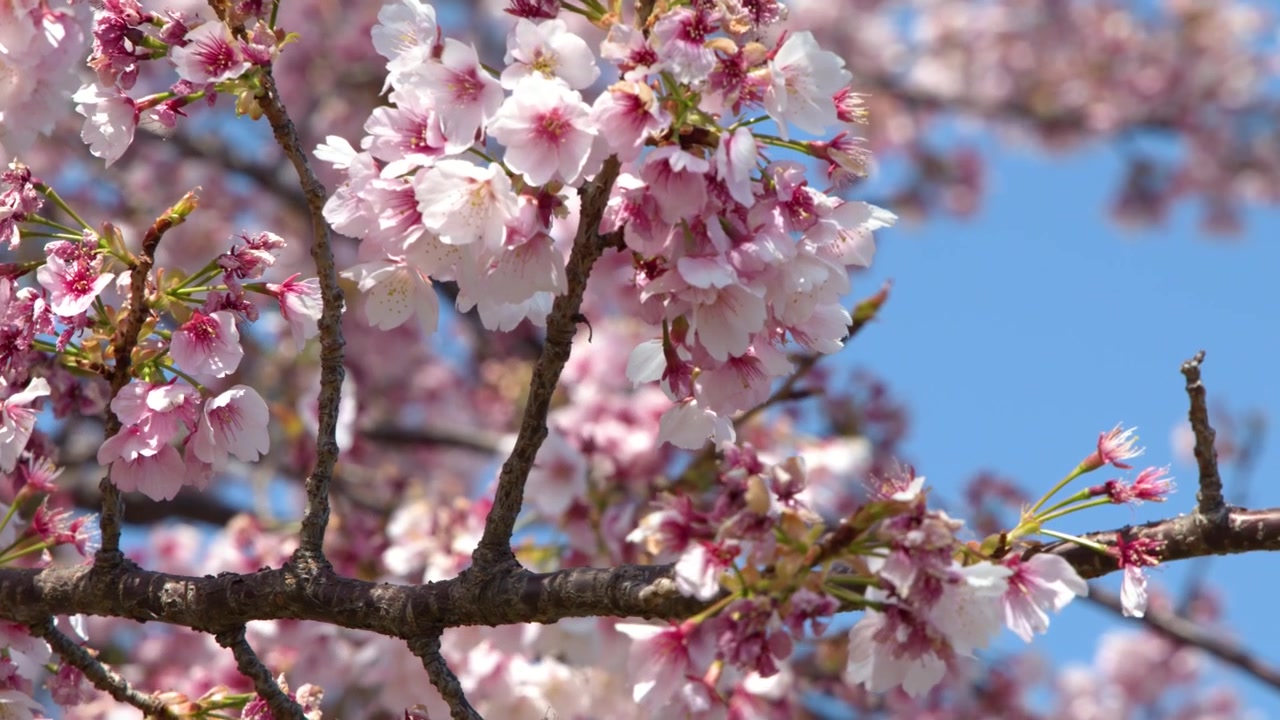 Primo piano di fiori di sakura rosa che ondeggiano sui rami contro un cielo azzurro limpido a Tokyo