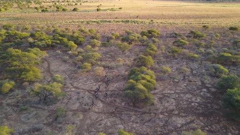 aerial drone footage of a herd of wildebeest running through the botswana savanna