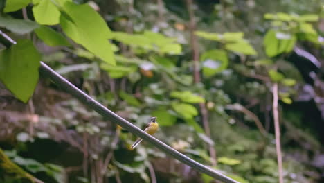 small yellow bird perched on a bamboo branch in a tropical forest