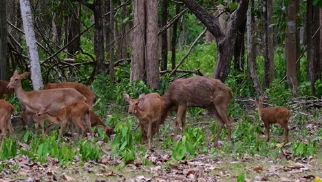 the eld's deer is an endangered species due to habitat loss and hunting