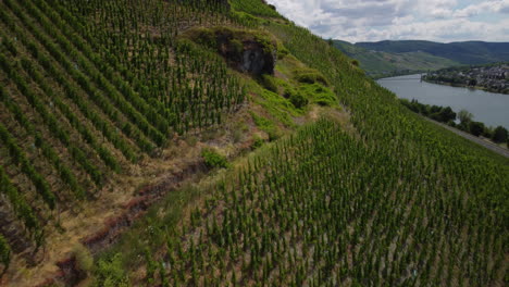 Flug-über-Einen-Weinberg-Am-Moselsee,-Während-Die-Kamera-Nach-Oben-Geneigt-Ist