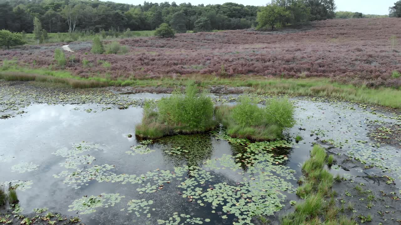네덜란드 국립공원 드 마인웨그에 연못과 물이 있는 꽃이 만발한 보라색 히스랜드의 공중 전망 - 4k 드론 푸티지