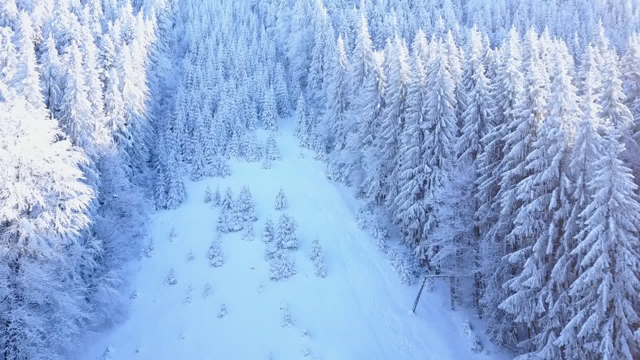 Letící vzhůru s výhledem na zasněžené stromy na hoře.