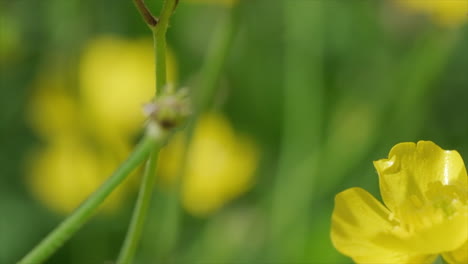 honey bee taking off from a buttercup flower in slow motion