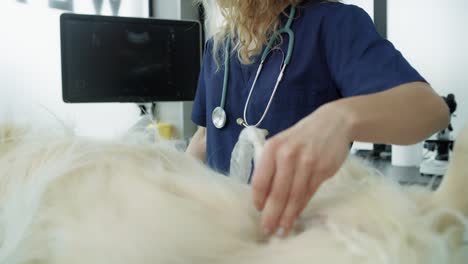 close up of female veterinarian doing an ultrasound exam on dog.
