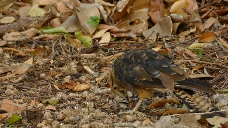 cerca de un pájaro picoteando entre las hojas en el suelo del bosque