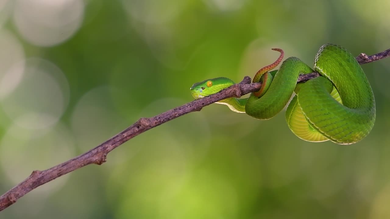흰입술독사는 동남아시아 고유의 독사로 밤에 많은 음식이 있는 수역 근처의 나무 가지나 가지에서 기다리는 동안 종종 발견됩니다.