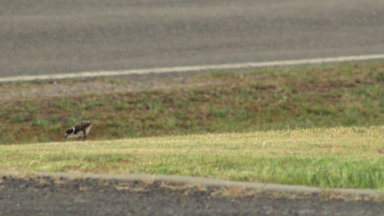 마스크를 쓴 아기  ⁇ 이 도로  ⁇ 에서 잔디를  ⁇ 고 있다