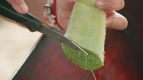 an aloe farm worker scrapes the gel from a cut aloe leaf with a paring knife