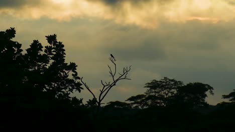 bird silhouette perched on a tree branch and flying away at dusk - static shot